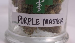 Purple Master Marijuana Review