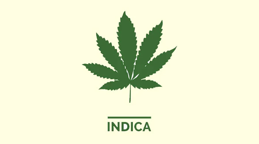 Indica Cannabis Leaf