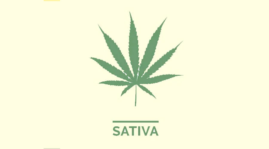 Sativa Cannabis Leaf