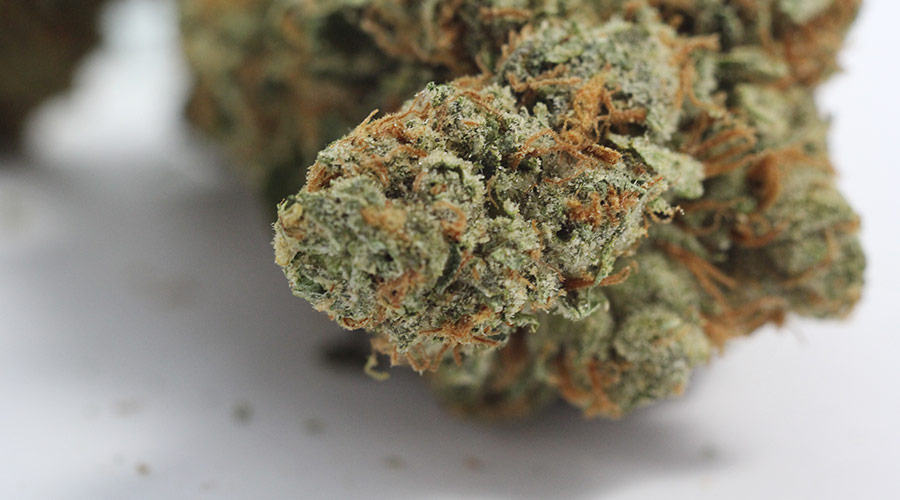 Candy Kush Cannabis Review