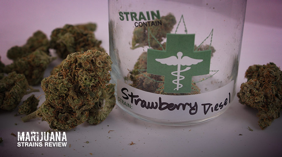 Strawberry Diesel Strain Review Marijuana Strains Review