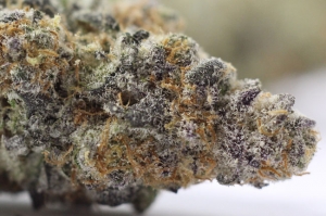 Barry-White-Girl-Scout-Close-Up